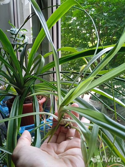 Хлорофитум