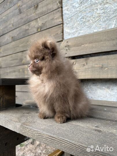 Померанские шпицы мини