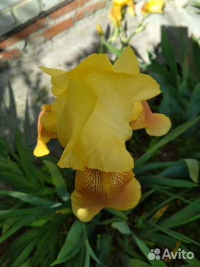 Ирисы бородатые