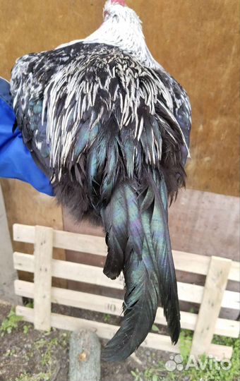 Петушки Маран