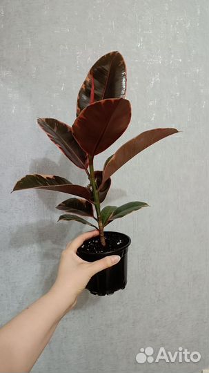 Разные комнатные цветы