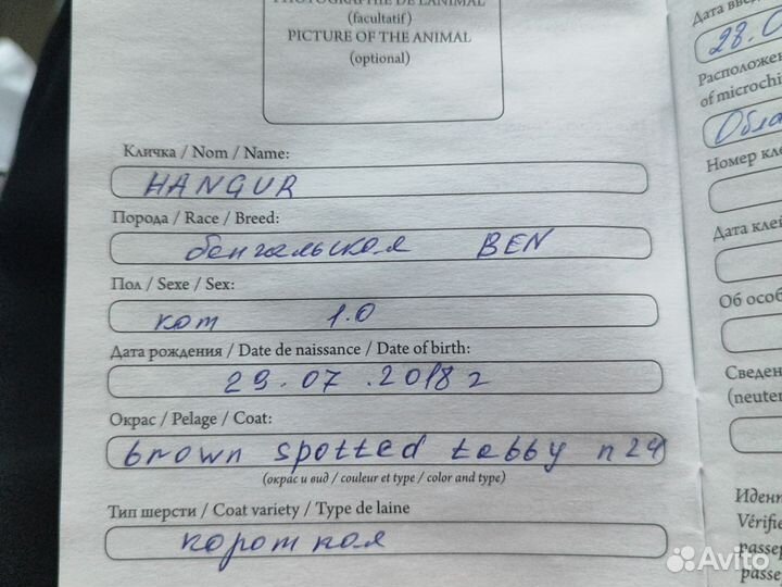 Бенгальская