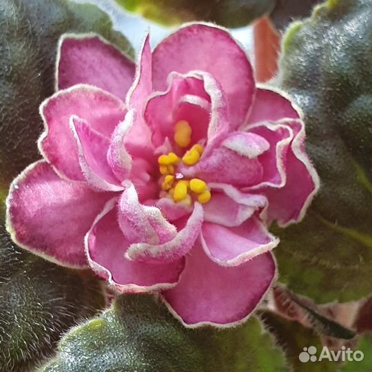 Сортовые фиалки