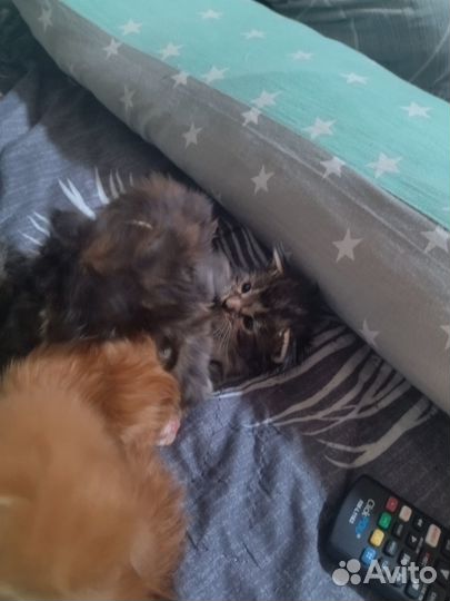 Котята мейн-кун