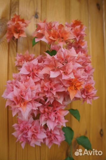 Бугенвиллии разные сорта