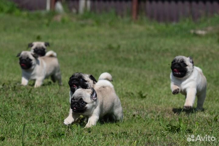 Щенки мопса
