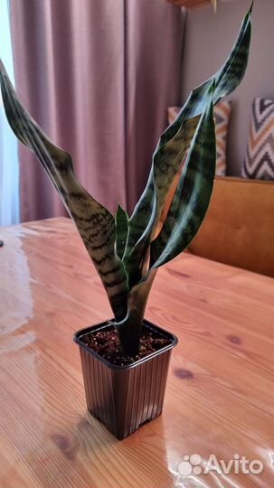 Сансиеверия