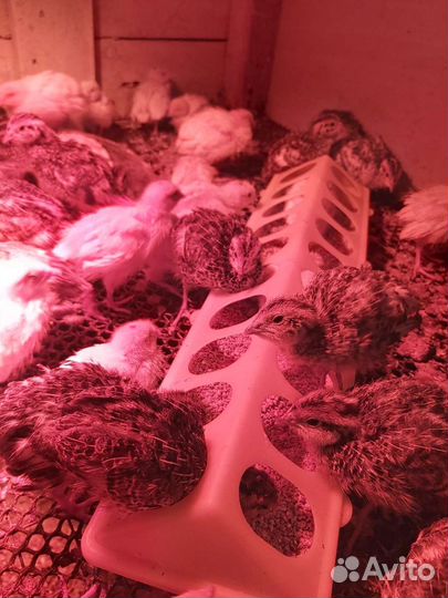 Яйца перепелиные инкубационное