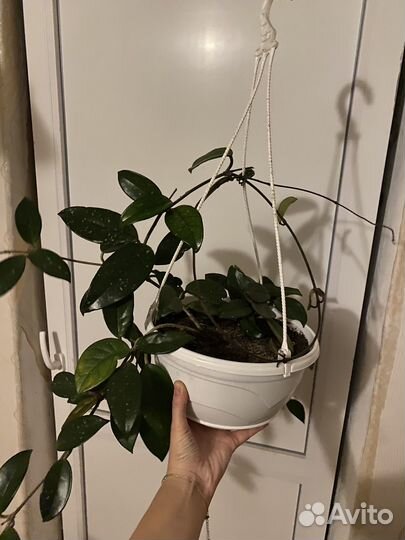 Хойя Карноза,Кактус Цереус и Питахайя