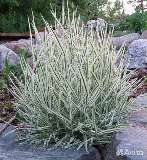 Бухарник многолетний злак для сада