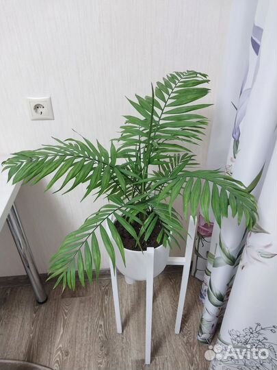 Пальма хамедорея