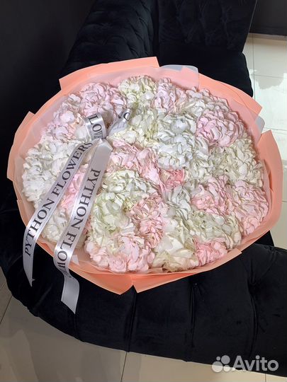 Гортензия нежная