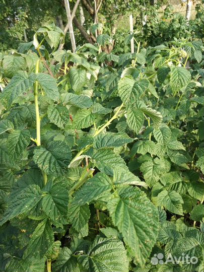 Саженцы малины и желтой сливы