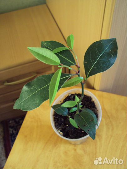Лавр благородный (Laurus nobilis) саженцы