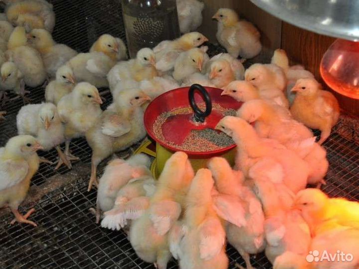 Мясо бройлера