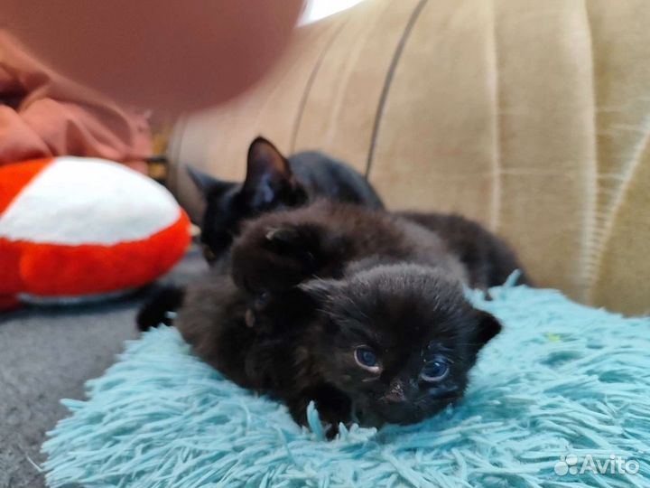 Шотландские вислоухие котята