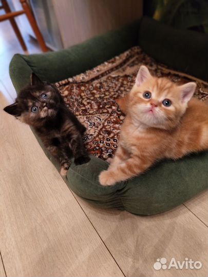 Шотландские котята