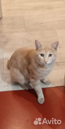 Курильский бобтейл