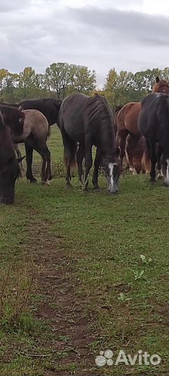 Кобыла 2 года