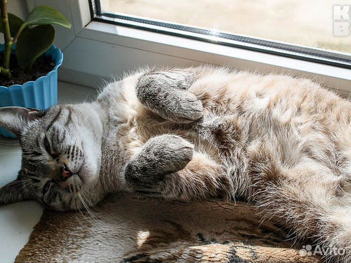 Передержка котов и кошек, грызунов