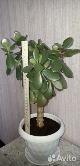 Взрослое Денежное дерево(толстянка) и отростки