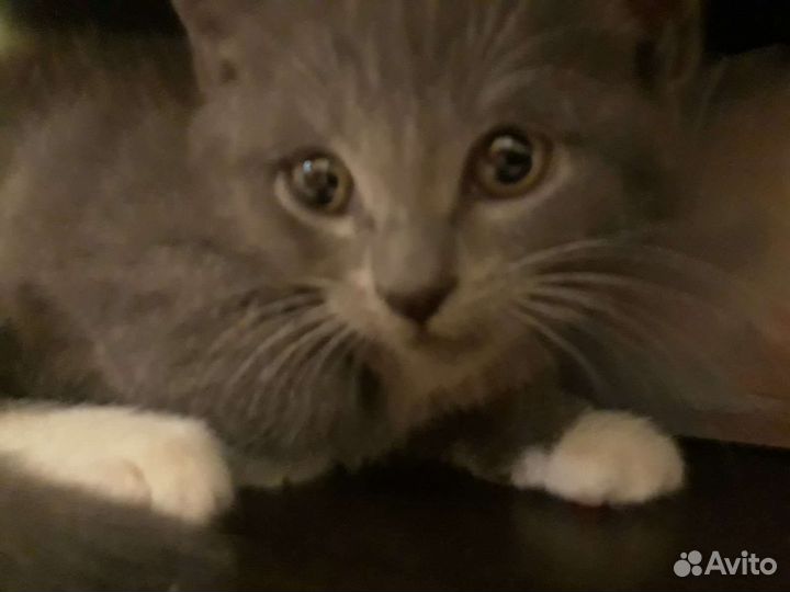 Кошки в добрые руки