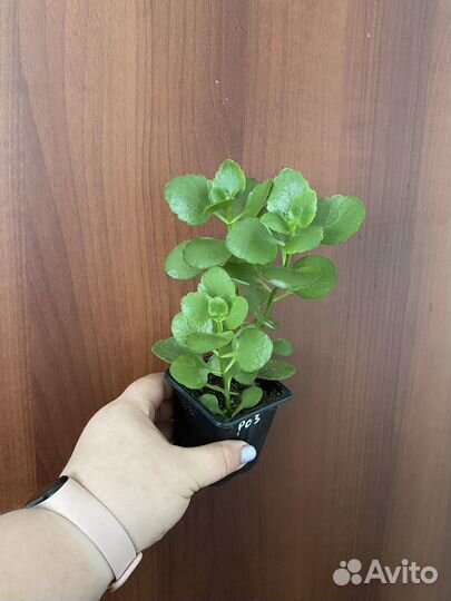 Комнатные растения / цветы