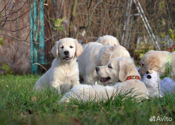 Щенки голден ретривера