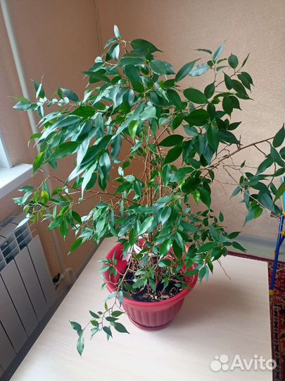 Фикус бенджамина