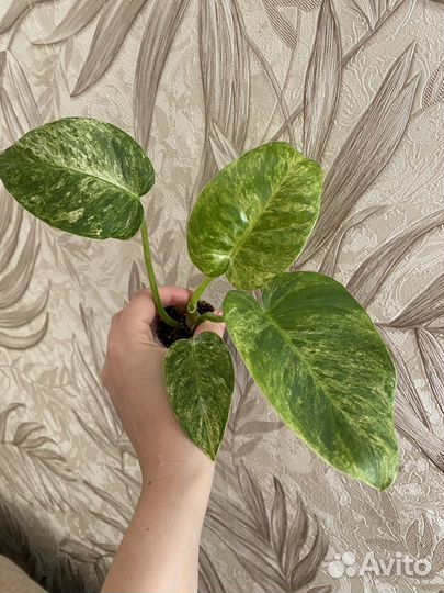 Филодендрон гигантум вариегатный, отличный вар)