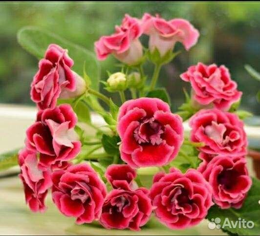 Глоксинии листом и луковицами