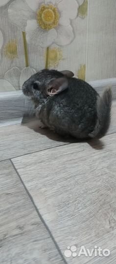 Шиншиллы(хороший подарок )