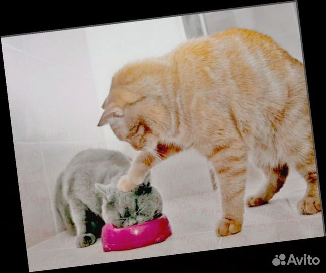 Мойщик Работа вахтой Выплаты еженедельно прожив. П