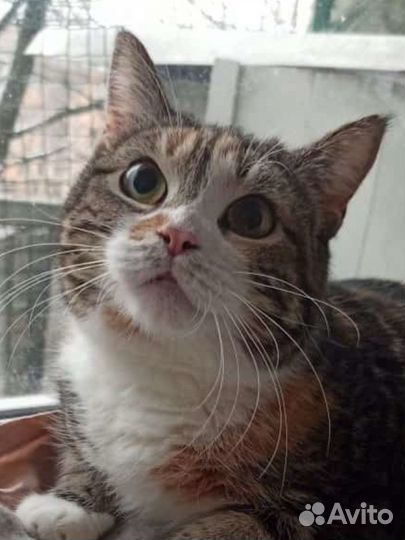 Кошка