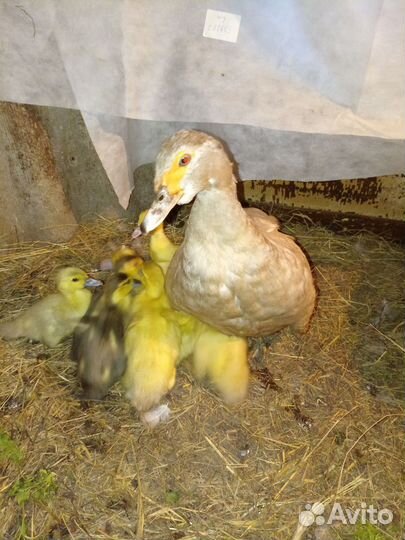 Мускусные утята. Тяжёлая линия