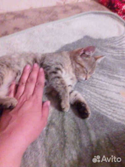 Кошки