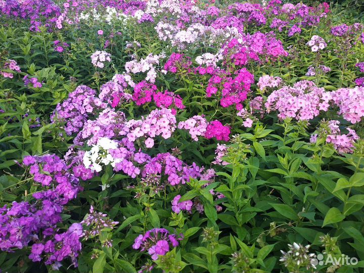 Флоксы разных сортов