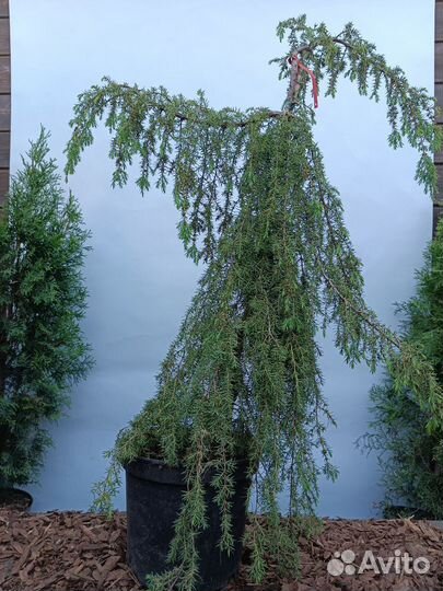 Хвойные растения