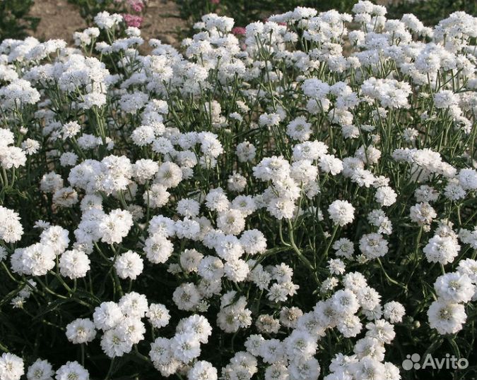 Жемчужница