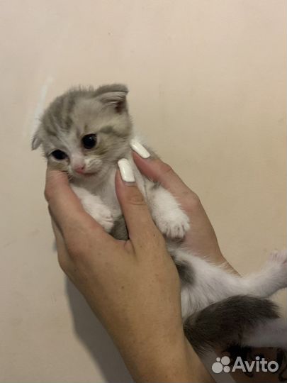 Шотландская