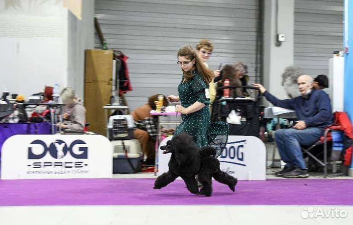 Вязка пудель