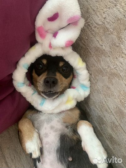 Собачка в добрые руки