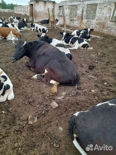 Продам коров на мясо