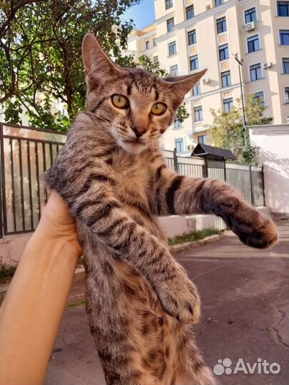 Котик 7 месяцев