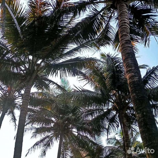 Визы Индия,Гоа, Вьетнам, Шри-Ланка, Exit Permit