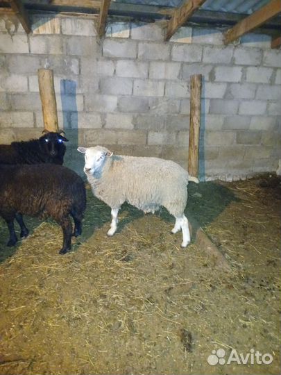 Овцы бараны