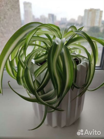 Хлорофитум Бонни