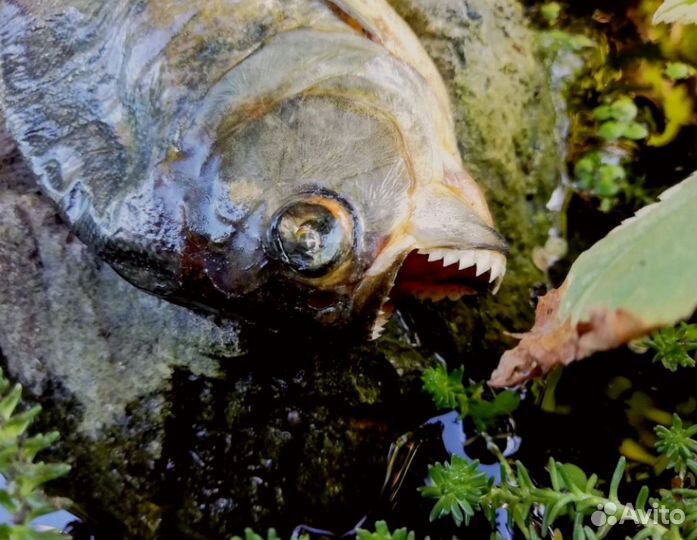 Чучело пираньи