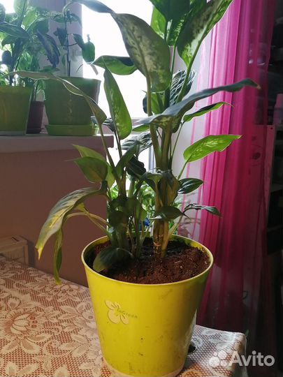 Диффенбахия