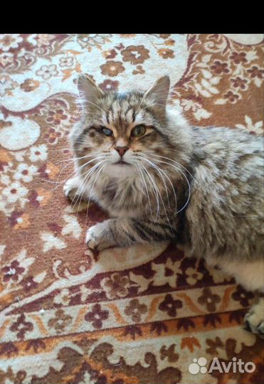 Кот одноглазик в добрые руки бесплатно в дар